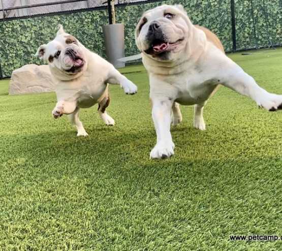 Dogs playing on artificial grass