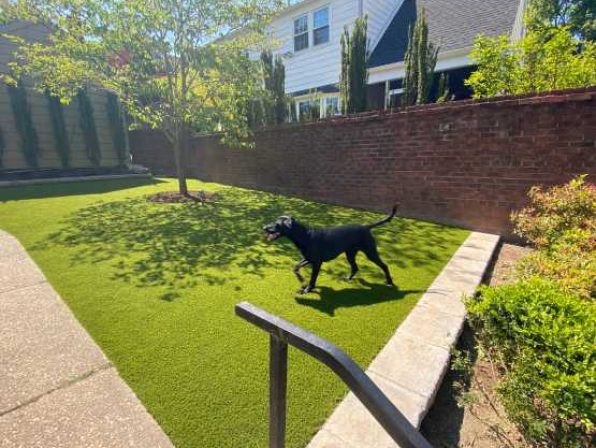 Dog running on an artificial grass backyard