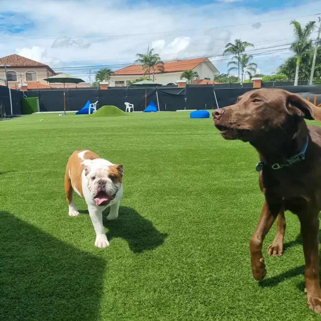 Bulldog and chocolate lab playing on artificial grass