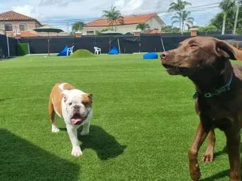 Dogs playing on artificial grass