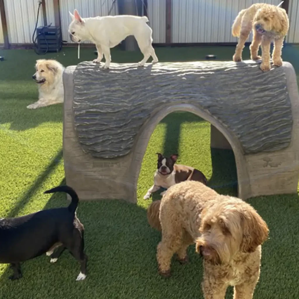 Dogs playing on artificial grass