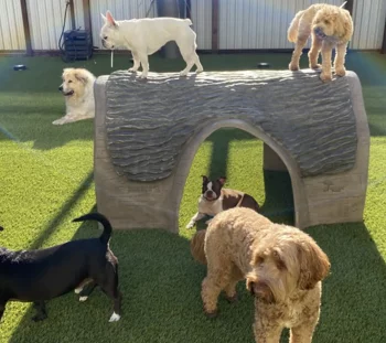 Dogs playing on artificial grass installed by SYNLawn