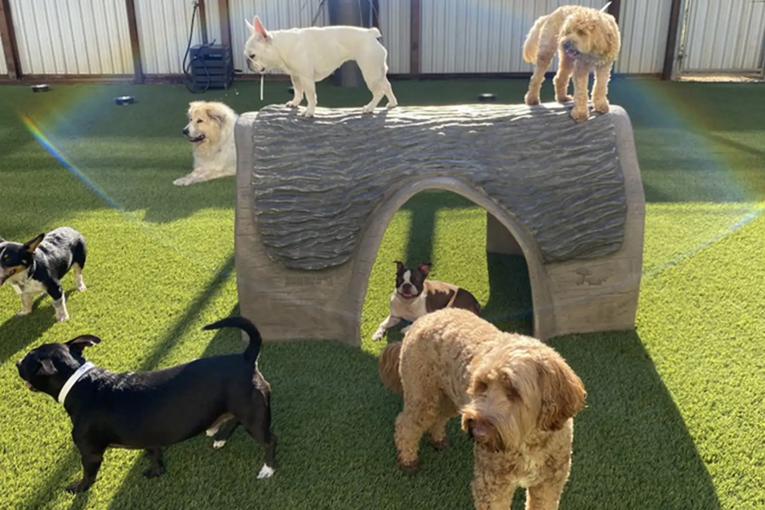 Dogs playing on artificial grass installed by SYNLawn