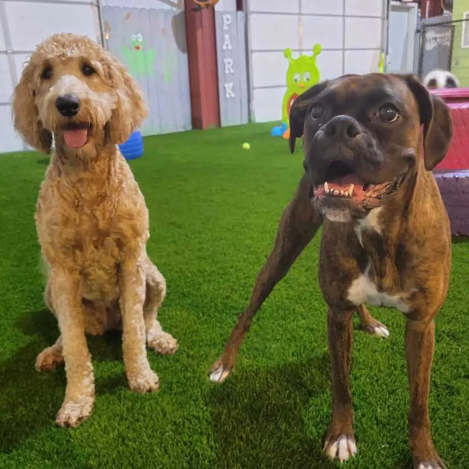 Dogs playing on artificial grass