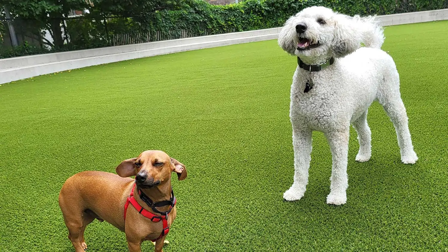 synlawn-artificial-gradd-pet-turf-1