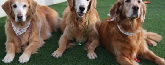 synlawn-artificial-gradd-pet-turf-2