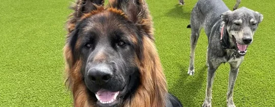 synlawn-artificial-gradd-pet-turf-4