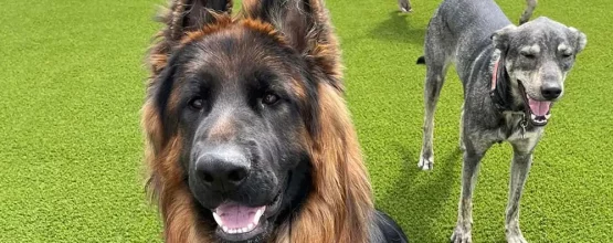 synlawn-artificial-gradd-pet-turf-4 Dogs playing on SYNLawn artificial grass