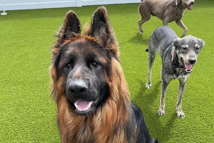 Dogs playing on SYNLawn artificial grass
