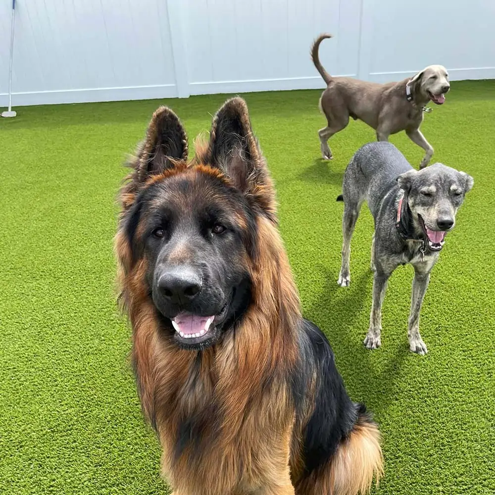 synlawn-artificial-gradd-pet-turf-4 Dogs playing on SYNLawn artificial grass