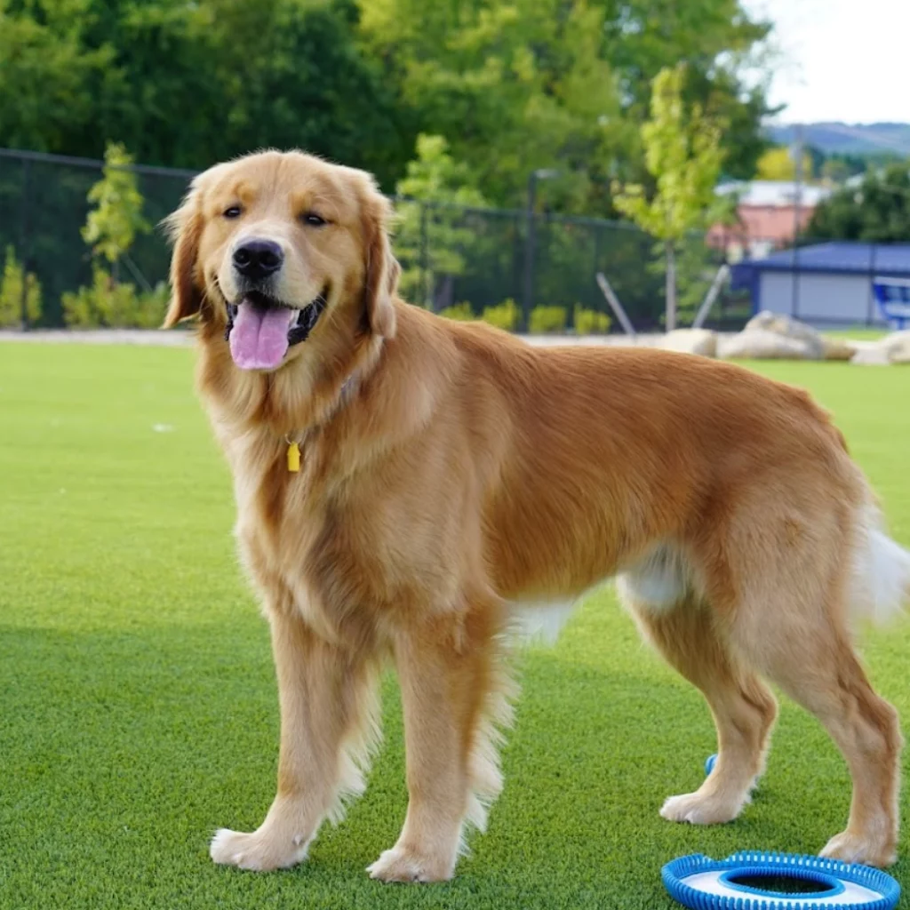 Dog playing on artificial grass from SYNLawn