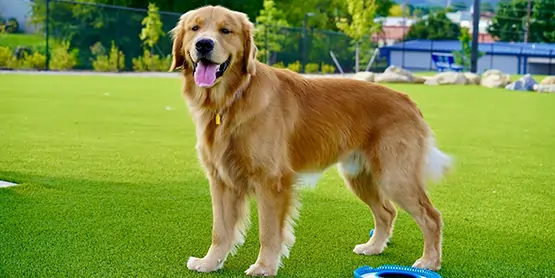 synlawn-artificial-grass-highfill-ar-pet-turf Dog playing on artificial grass from SYNLawn