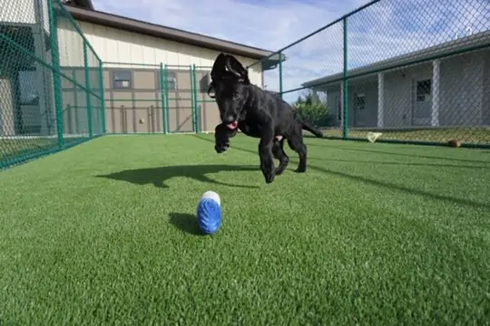 synlawn-ar-dog-runs-2 SYNLawn artificial grass dog run