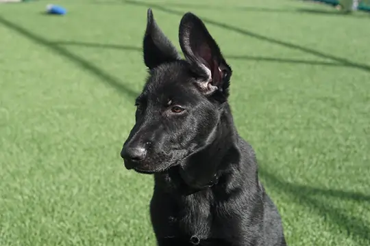 synlawn-ar-dog-runs-3 SYNLawn artificial grass dog run