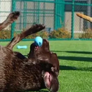 synlawn-ar-dog-runs-5 SYNLawn artificial grass dog run