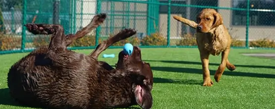 synlawn-ar-dog-runs-5 SYNLawn artificial grass dog run