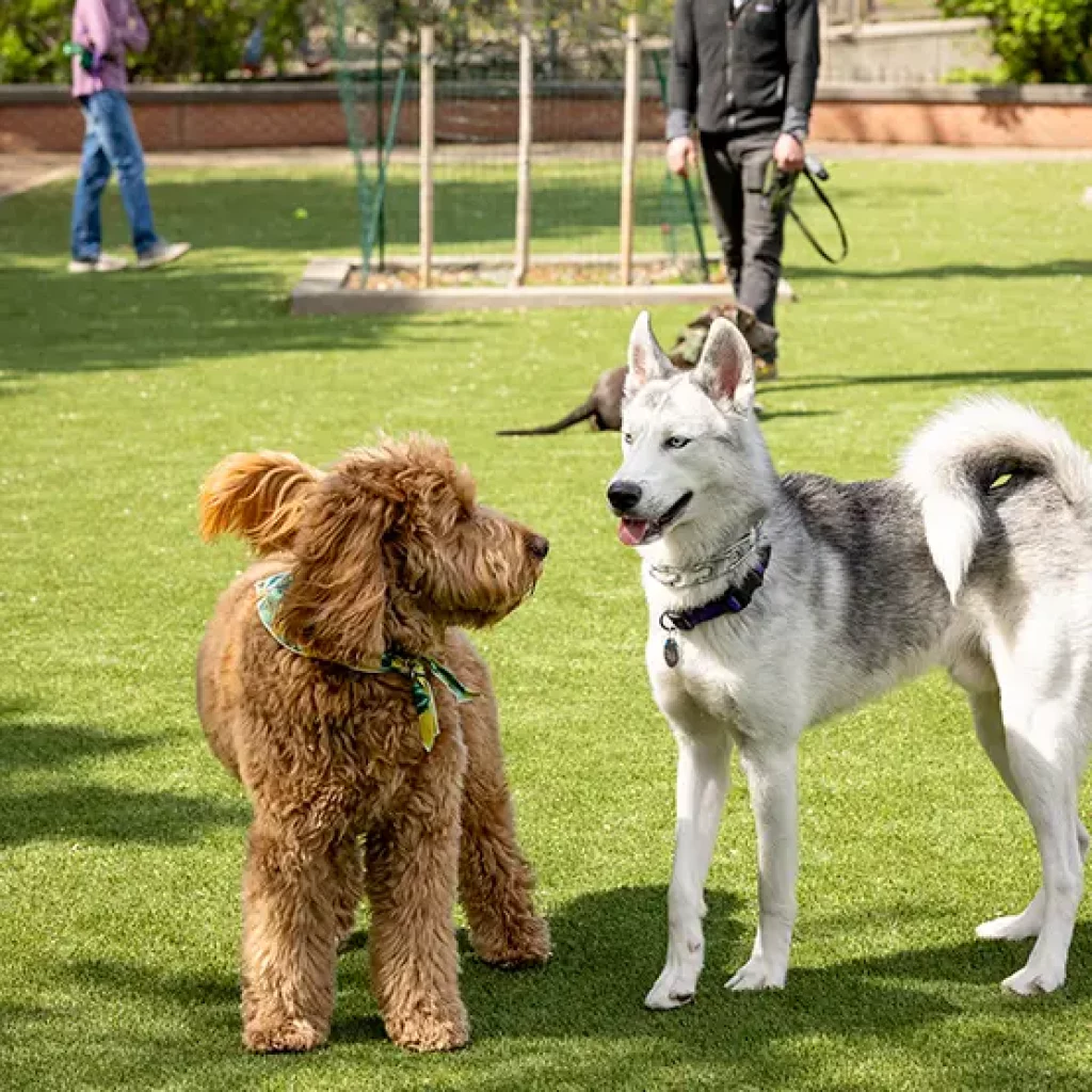 Artificial grass dog park from SYNLawn