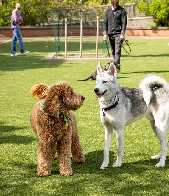 Artificial grass dog park from SYNLawn