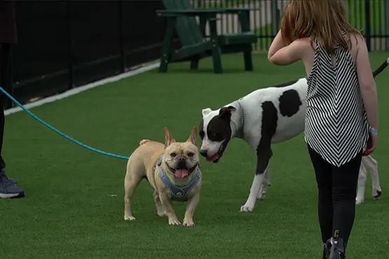 Artificial grass dog park from SYNLawn