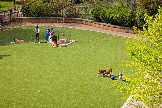 Artificial grass dog park from SYNLawn