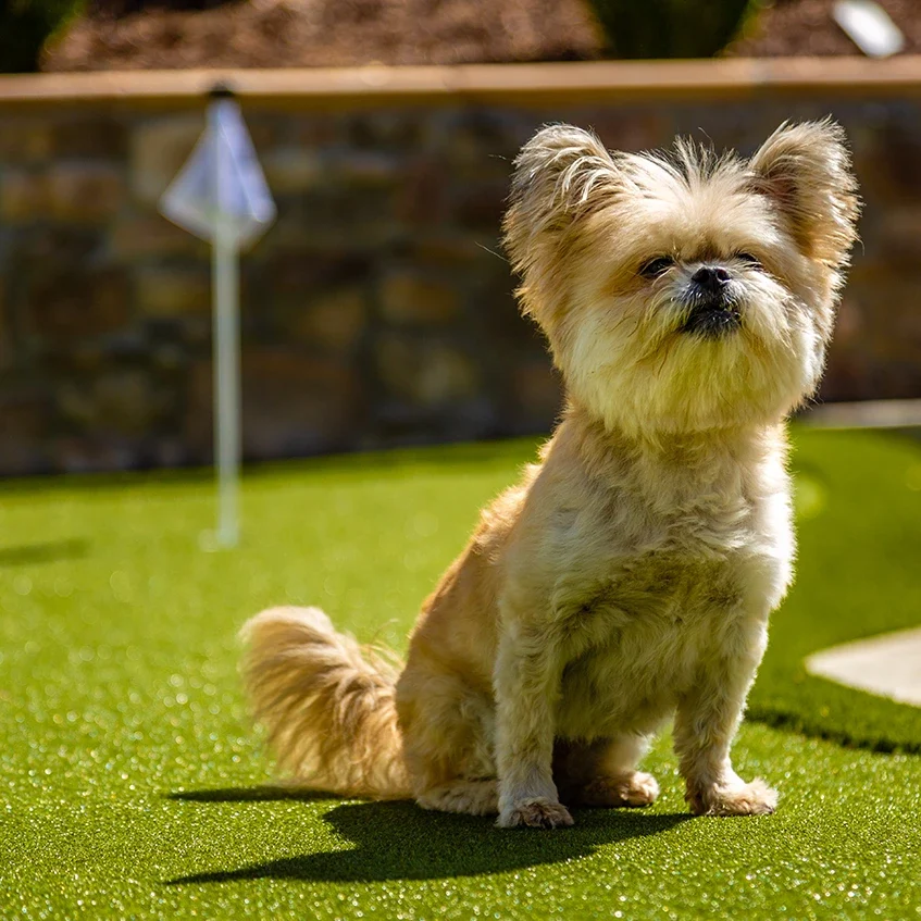 Dog relaxing on artificial grass from SYNLawn