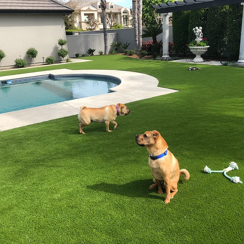 Dogs playing on artificial grass from SYNLawn