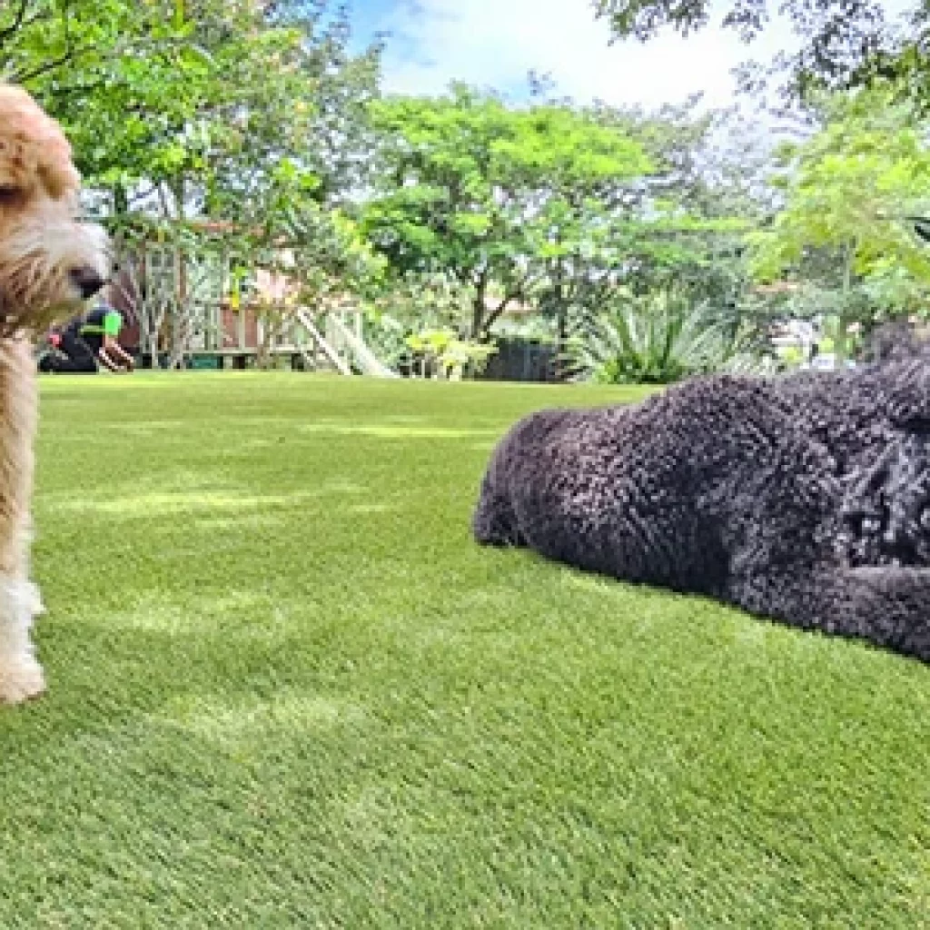 How Pet Turf from SYNLawn Arkansas Creates Better Outdoor Spaces in Little Rock, AR